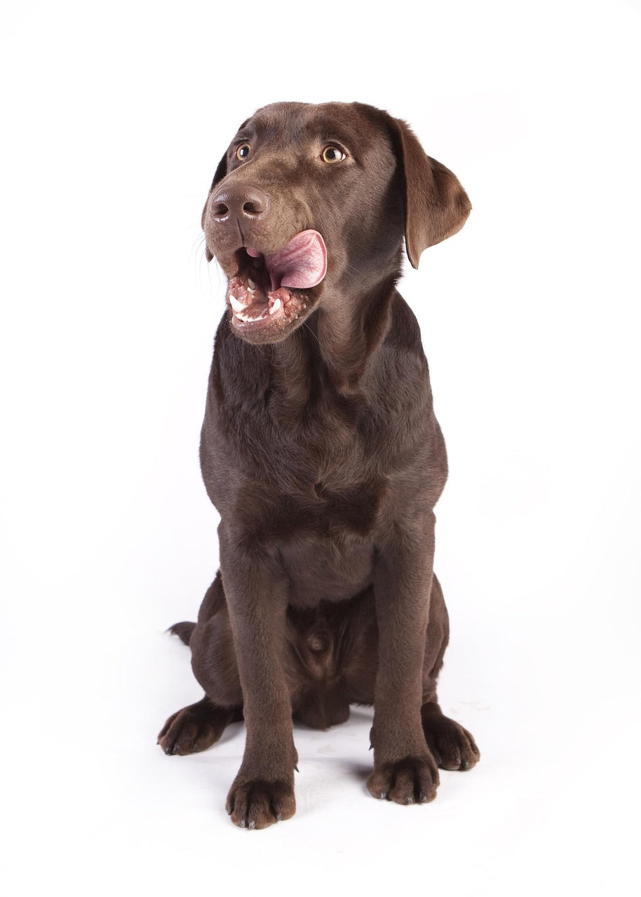 Guía Práctica de Alimentación Natural para Perros con Necesidades Especiales