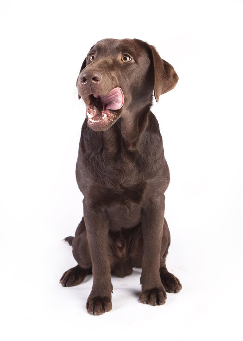 Guía Práctica de Alimentación Natural para Perros con Necesidades Especiales